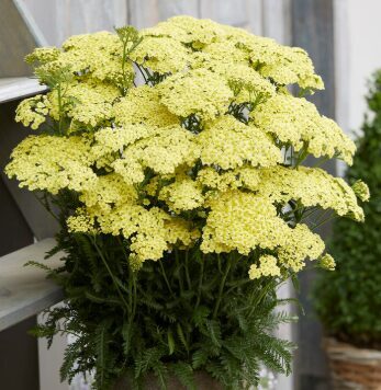 Jaunstāds - Pelašķis 'Sunny Seduction'